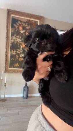 Shih tzu puppies (Goodyear)64048127236482120