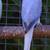 Indian Ringneck clear tails 4 thumbnail