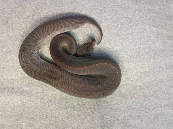 Hatchling ball pythons (Orting)547495293087928323