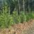Privacy Trees  Thuja Green Giants, Leyland Cypress 1 thumbnail