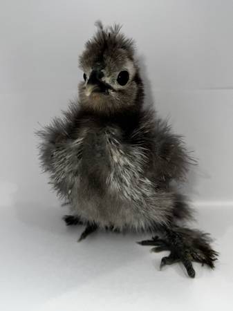 Baby chicks!!!🐣 1