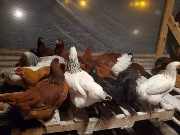 Layer chicken (Kingsport)63875536306817121
