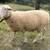 East Friesian Dairy Sheep: Exposed Ewes ONE REMAINING 6 thumbnail