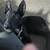 Black White Belgian Malinois Mix Needs Room To Run ! 2 thumbnail