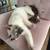 Siamese Cat 1 thumbnail