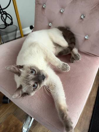 Siamese Cat 1