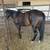 Aqha gelding 6 thumbnail