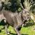 Cane Corso Puppy 4 thumbnail