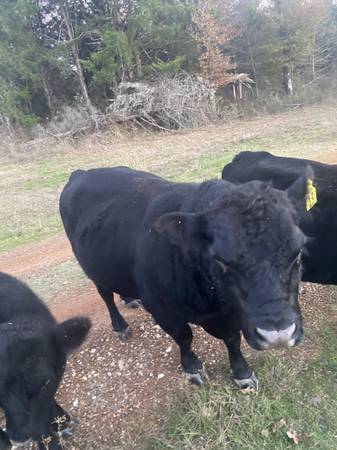 Angus Bull Aberdeen 1