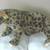 Gift baby shower nursery BIG leopard stuffed animal w/ tag 1 thumbnail