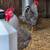 Barred Rock Rooster 2 thumbnail