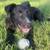 Foxy — 6-Month-Old Survivor Dog Needs Loving Home 3 thumbnail