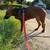 Rehoming abandon puppy ASAP 6 thumbnail