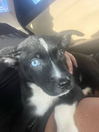 Cachorro Pitsky (Las Vegas)63860184409729120