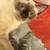 Siamese mom and daughter 3 thumbnail