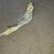 Cockatiels 2 thumbnail