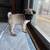 Pug puppy 3 thumbnail