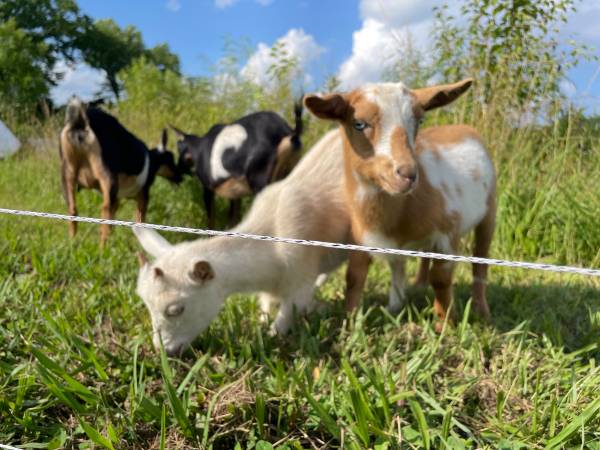 Cabras enanas nigerianas - $100 (Hartselle)62957306899073120
