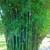 Bamboo Plants for Privacy ~ Expert Advice ~ Delivery Available 20 thumbnail