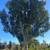 Privacy trees : Ficus Nitida - Indian Laurel Fig 5 thumbnail