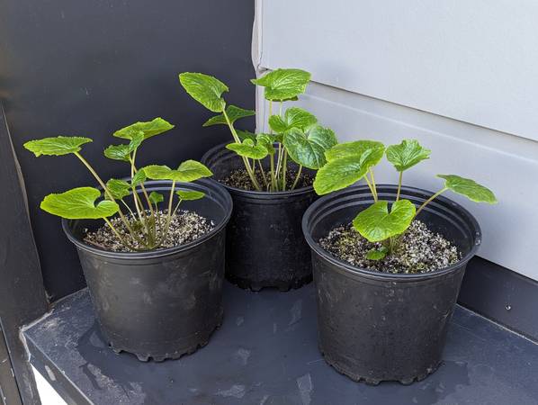 Real Japanese Wasabi Plants! 1