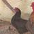 Australorp/Marsh Daisy Chickens 2 thumbnail