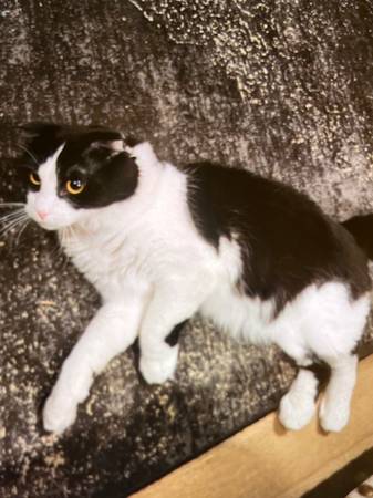Rehoming Scottish fold Male Cat (Pasco)63922852454530120