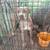 Female pitbull 2 thumbnail