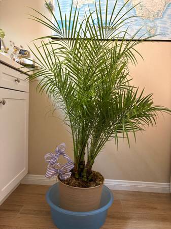 Pygmy date palm 1
