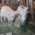 ADGA nigerian dwarf goat doelings(one POLLED) - champion genetics! 3 thumbnail