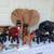 ELEPHANT LOVERS, GREAT SELECTION, PRICED INDIVIDUALLY, $10 to $175 1 thumbnail