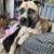 Dog needs new forever home 3 thumbnail