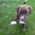 Puppies - Re-homing 3 thumbnail