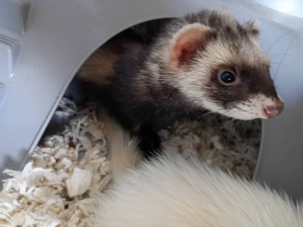 Ferrets need rehoming (Hazelhurst)63752346623361120