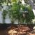 PET LOVER'S DELIGHT. OWN  YARD, SEPARATE ENTRANCE-COOL AREA 11 thumbnail