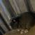 Netherland dwarf bunny 2 thumbnail