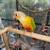 Green cheek conures 1 thumbnail
