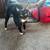 Kittens 1 thumbnail