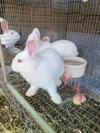 Bunnies Rabbits - $50 (Van Nuys)63470806519171121