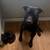black dog and black cat 1 thumbnail