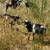 Two Nigerian dwarf bucks 3 thumbnail
