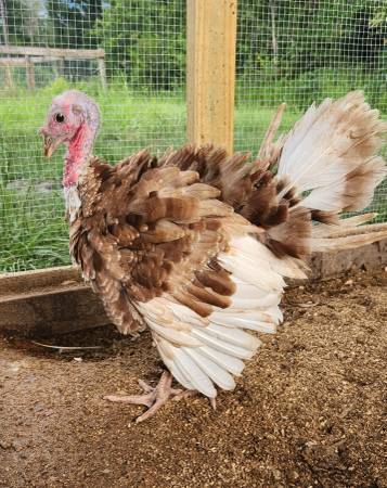 Bourbon Red Turkey 1