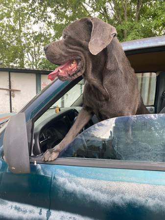Cane corso pup 9mnth boy dog (Houston)63348370533889122