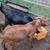 Boer Bucks 6 thumbnail
