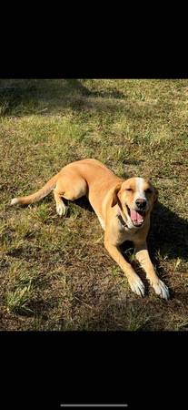 Golden retriever mix 1