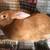 Pure Flemish Giants rabbits 10 thumbnail