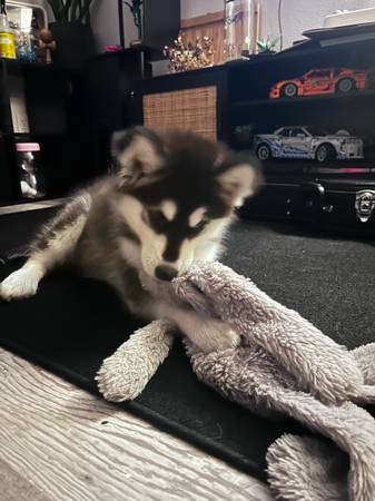 Rehoming: Husky Pup (Lakewood)63885717254017123