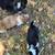 Texas Heeler 5 thumbnail