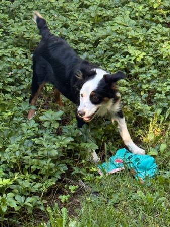 Australian Shepherd 5 months old-Adoption (Plainville)63873144884483122
