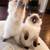 Ragdoll kittens 3 thumbnail